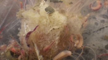 Media type: image;   Invertebrate Zoology 153120 Description: live specimen;